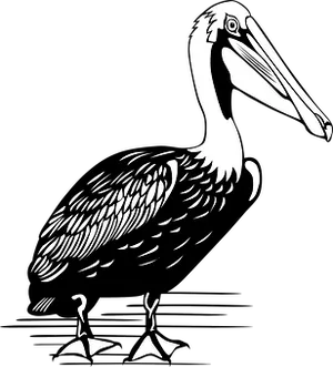 Stylized Blackand White Pelican Illustration PNG