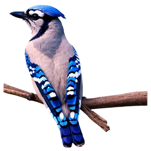Stylized Blue Jay Graphic PNG 30