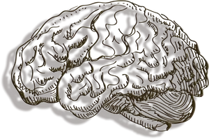 Stylized Brain Illustration PNG