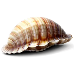Stylized Clam Shell PNG Laf