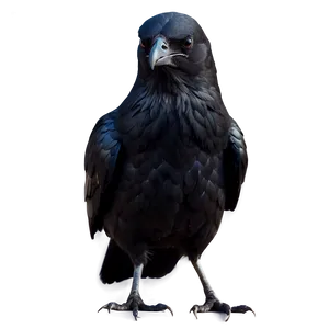 Stylized Crow PNG 7 PNG