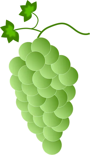 Stylized Green Grape Cluster Vector