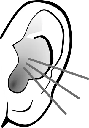 Stylized Human Ear Illustration PNG image