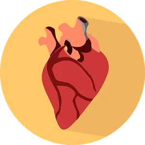 Stylized Human Heart Illustration