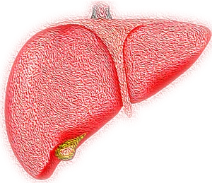 Stylized Human Liver Illustration PNG image