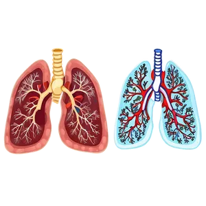 Stylized Human Lungs Png 92 PNG image