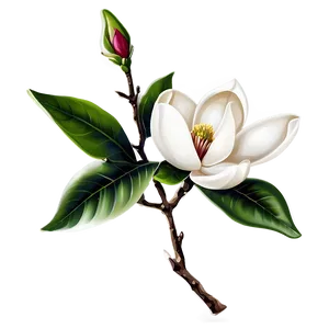 Stylized Magnolia Flower PNG 13