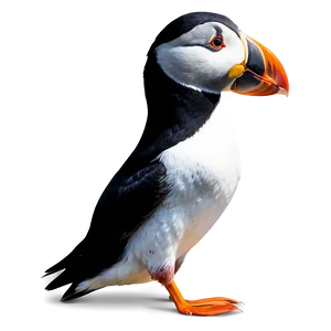 Stylized Puffin Graphic PNG Mpq PNG