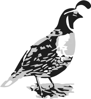 Stylized Quail Graphic PNG image