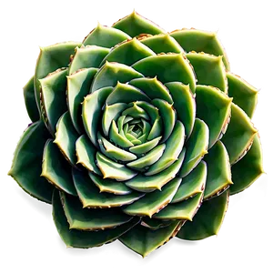 Stylized Succulent Png 05242024 PNG image