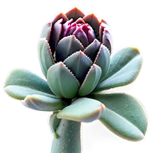 Stylized Succulent Png 30 PNG image