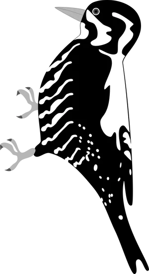 Stylized Woodpecker Illustration