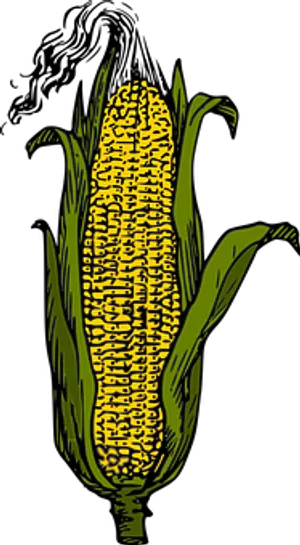 Stylized Yellow Corn Ear PNG image
