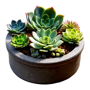 Succulent Arrangement PNG Jfg