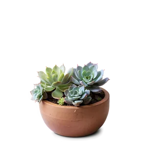 Succulent Arrangement Png Wbq PNG image