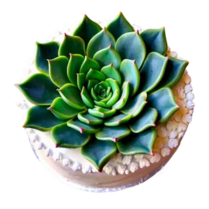 Succulent Cake Decorations PNG 17