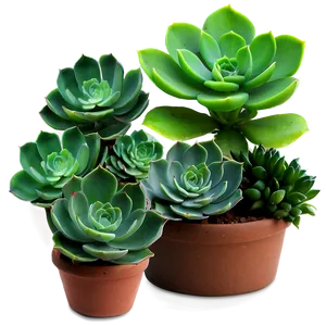 Succulent Collection Png Gbh PNG image