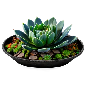 Succulent Collection Png Rot PNG image