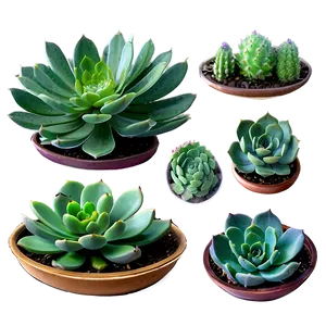 Succulent Collection Png Wra PNG image