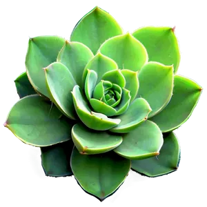 Succulent Drawing Png 05242024 PNG image
