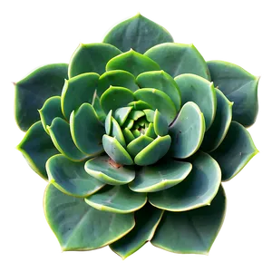 Succulent Drawing Png Fnm95 PNG image