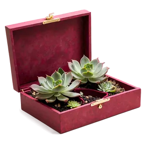 Succulent Gift Box Ideas PNG 06212024 PNG