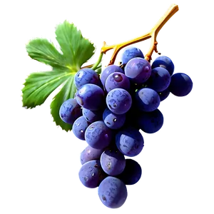 Succulent Grapes PNG 26