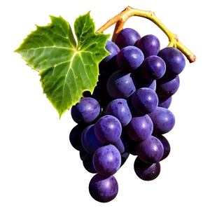 Succulent Grapes PNG Kqb89