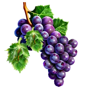 Succulent Grapes PNG Nwp