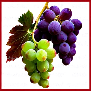 Succulent Grapes PNG Vmd