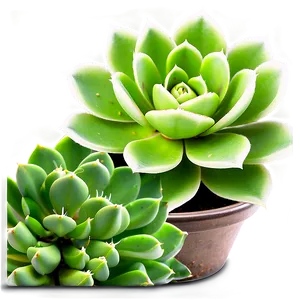 Succulent Icon Png Tlb2 PNG image