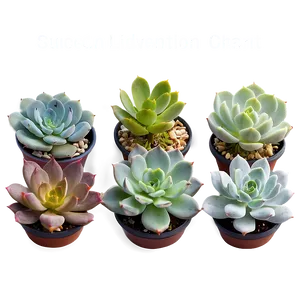 Succulent Identification Chart PNG 06212024