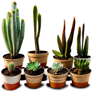 Succulent Identification Chart PNG 06212024