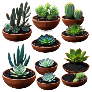 Succulent Landscape Ideas PNG Mgr
