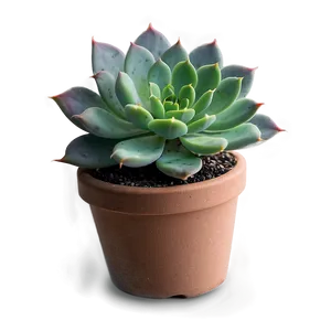 Succulent Party Favors PNG Snd96 PNG