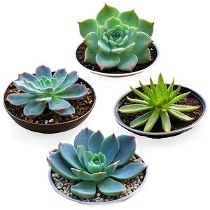 Succulent Plant Collection Png Iar PNG image