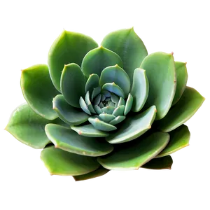 Succulent Plant Png Cyt PNG image