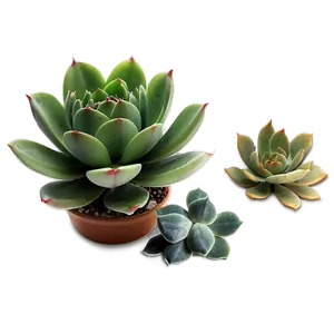 Succulent Plant Png Wws33 PNG image
