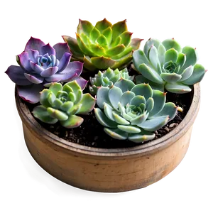 Succulent Subscription Box PNG 06212024 PNG