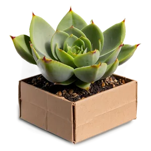Succulent Subscription Box PNG Cus97 PNG