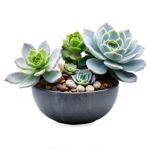 Succulent Table Centerpieces Png 06212024 PNG image