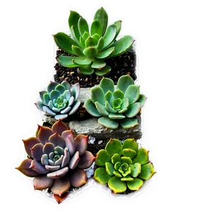 Succulent Wall Decor Png Hkr91 PNG image