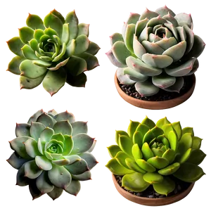 Succulent Wedding Bouquets Png 06212024 PNG image