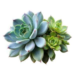 Succulent Wedding Bouquets Png 20 PNG image