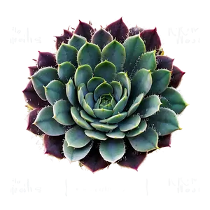 Succulent Wreath Png Whw12 PNG image