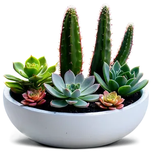 Succulents In Glass Bowls PNG Dim
