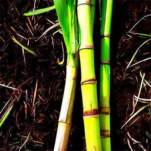 Sugar Cane Mulch For Gardens PNG 06132024