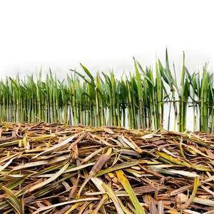 Sugar Cane Mulch For Gardens PNG 06132024