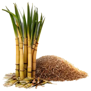 Sugar Production From Sugarcane PNG Pem PNG