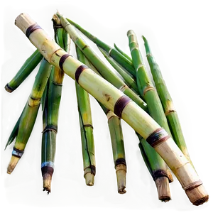 Sugarcane A PNG image